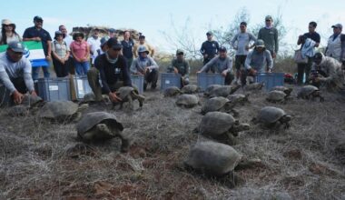 Galápagos park releases 158 juvenile hybrid tortoises on Floreana to restore the ecosystem