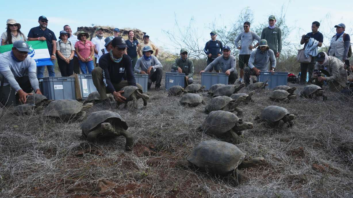 Galápagos park releases 158 juvenile hybrid tortoises on Floreana to restore the ecosystem