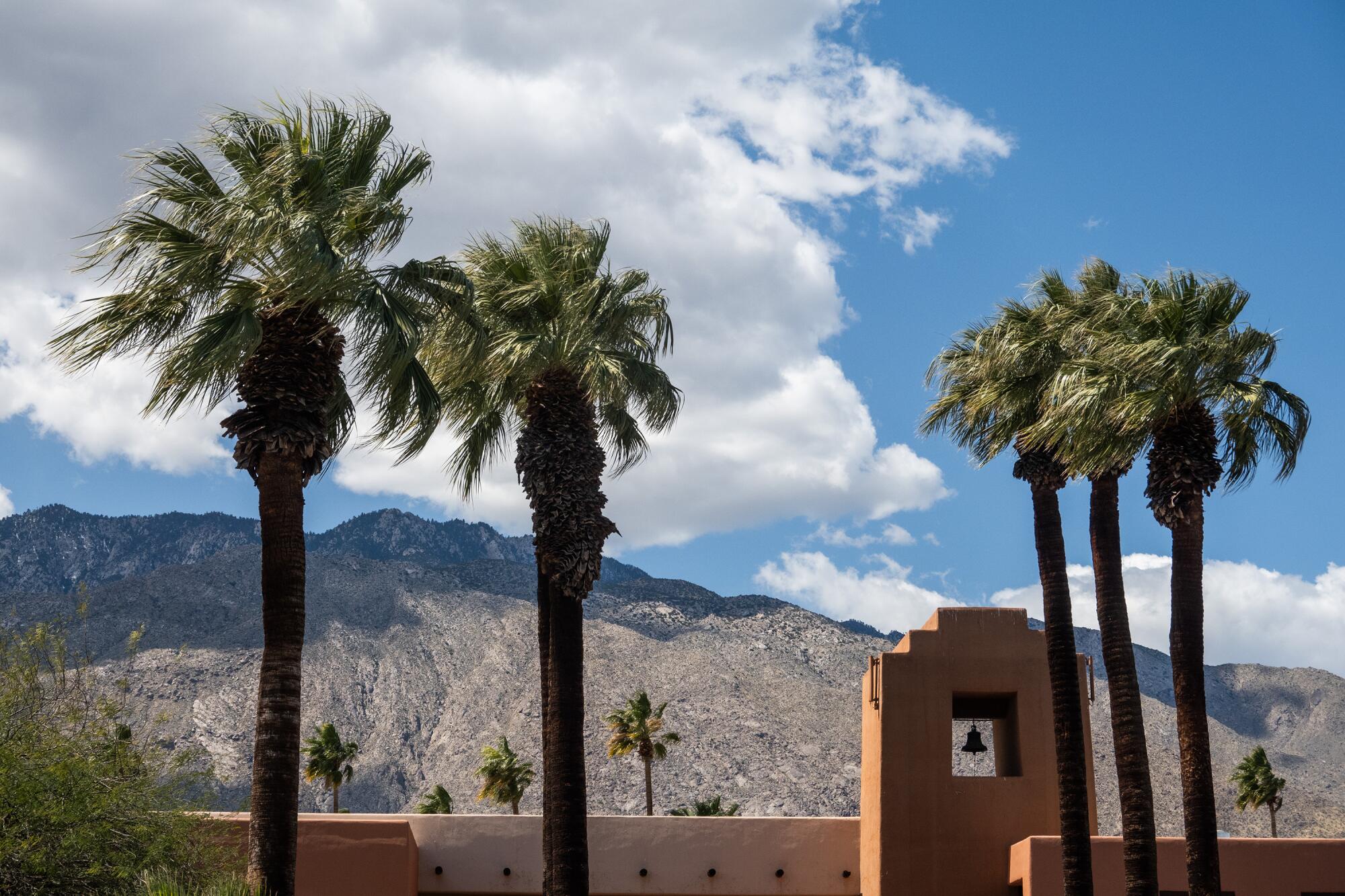 Palm trees with mountains in the background.