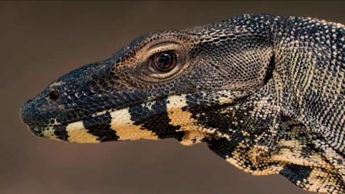 America’s most dangerous invasive lizard lives in Florida. Here’s why it’s a big problem