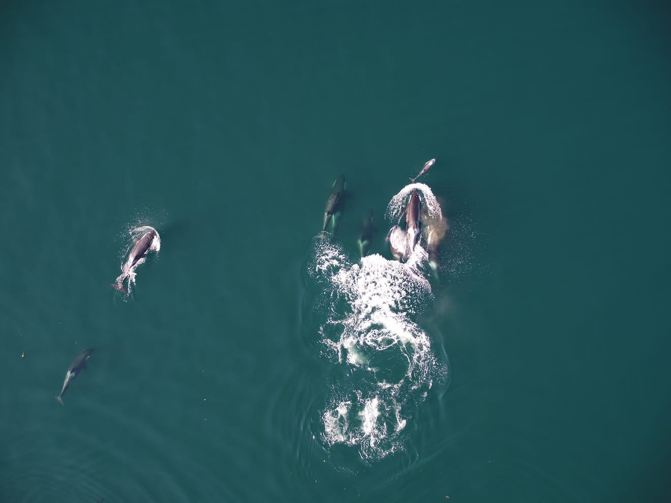 Orcas And Dolphins Hunt Together In Rare Ocean Partnership