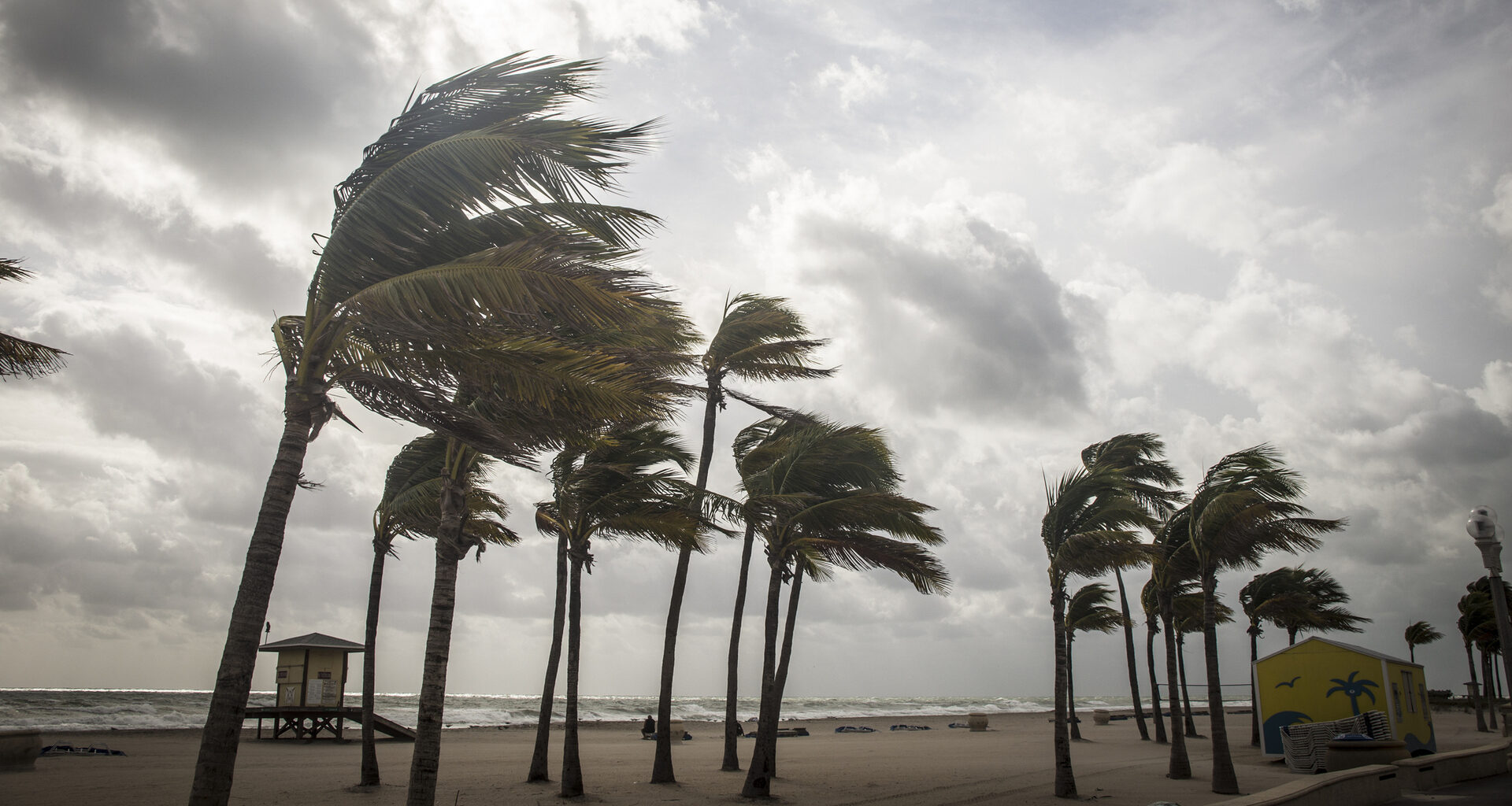Palm Trees Before A Tropical Storm or Hurricane.