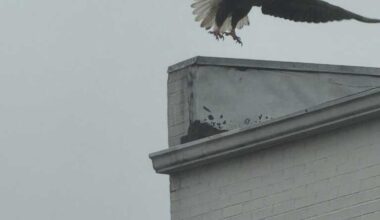 Today* in Hawks*** around Town – Bald Eagle Takes Down Rat! Beautiful