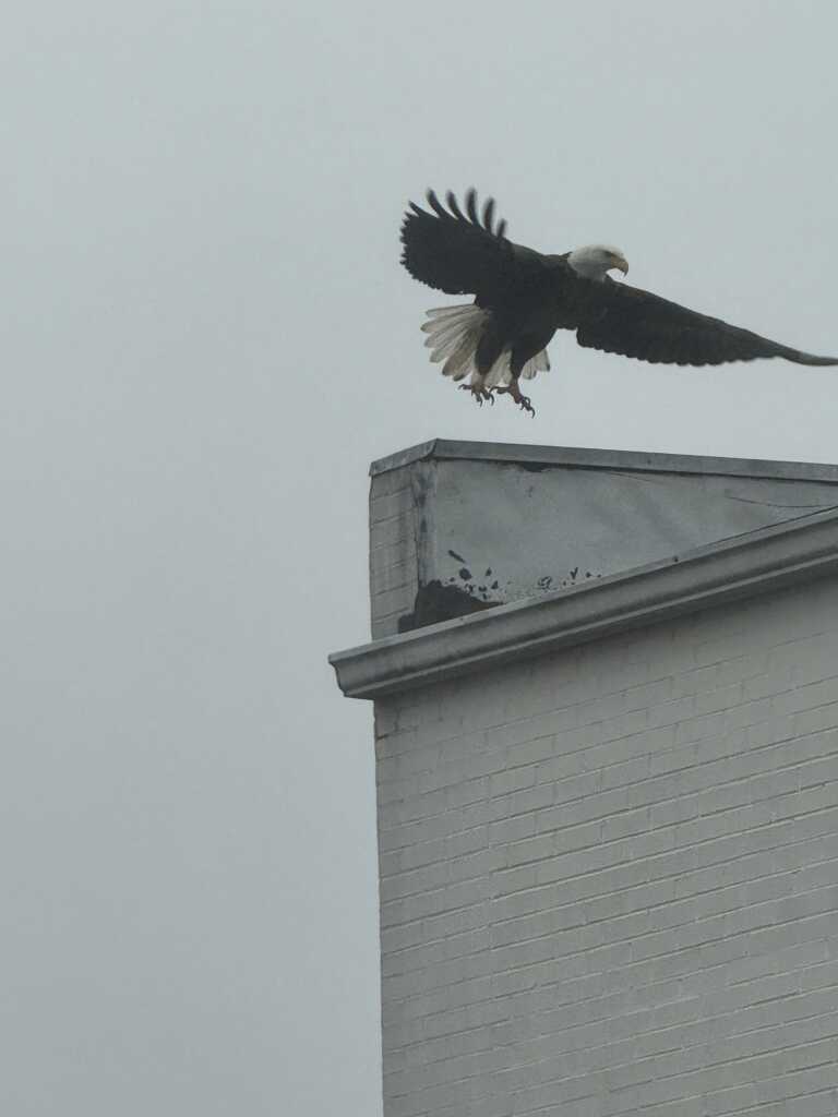 Today* in Hawks*** around Town – Bald Eagle Takes Down Rat! Beautiful