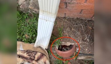 Man Hears 'Unusual Scratching' And Finds Desperate Animal Trapped In Pipe