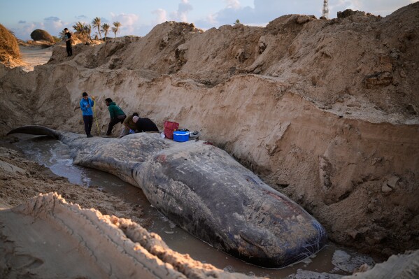 Members of the Israel Nature and Parks take samples from the carcass of a sperm whale that washed ashore at Zikim Beach near the Israel-Gaza border in southern Israel, Feb. 24, 2026. (AP Photo/Ohad Zwigenberg, File)