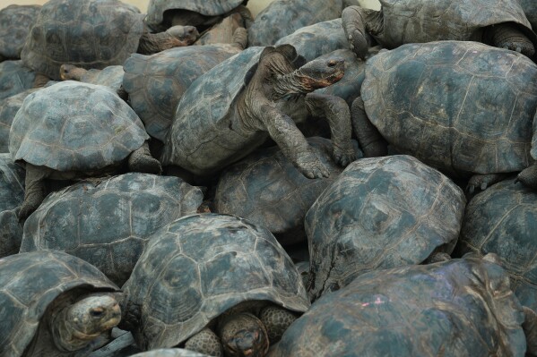 Juvenile giant tortoises are loaded onto a boat on Santa Cruz Island for transport to Floreana Island as part of a project to reintroduce the Floreana giant tortoise to its native island in the Galapagos Islands, Ecuador, Feb. 19, 2026. (AP Photo/Dolores Ochoa, File)
