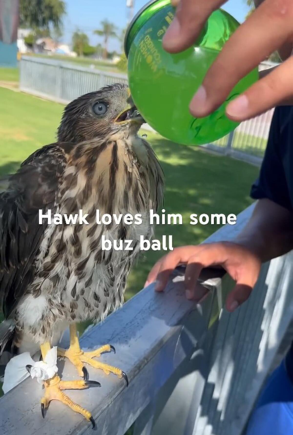 A person holds a round green container to a hawk's beak 