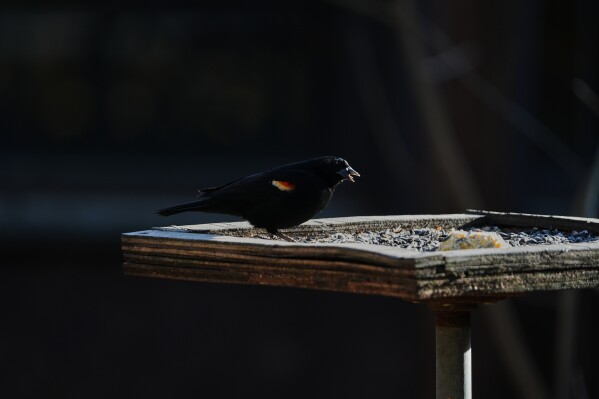 A red-winged blackbird eats from a feeder Wednesday, Feb. 25, 2026, in Milford, Ohio. (AP Photo/Joshua A. Bickel)