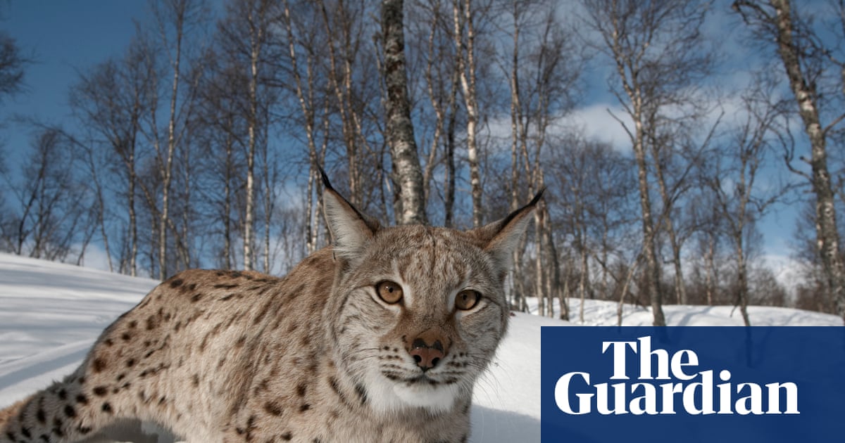 Lynx could return to Scotland – but can rewilders win over wary Highlanders? | Scotland