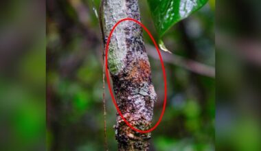 Hiker Stares At Tree For 5 Minutes Trying To Find Animal Hiding In Plain Sight