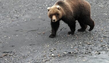 ‘Seal finger’ infection affecting an Alaska bear hunter was a medical first