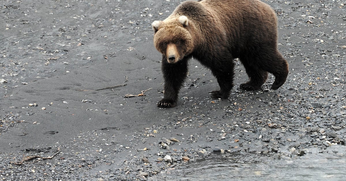 ‘Seal finger’ infection affecting an Alaska bear hunter was a medical first