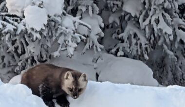 The mystery behind the multitude of martens in Interior Alaska this winter