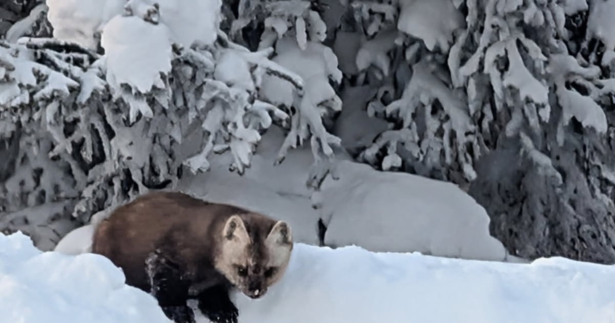 The mystery behind the multitude of martens in Interior Alaska this winter