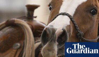 Study reveals whistling secret of horses’ whinny | Animals