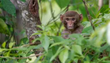 Punch the Baby Monkey Chooses Zookeeper as His New Bestie and We Can’t Stop the Tears