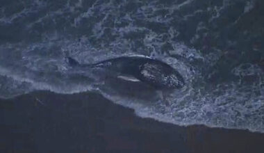 30‑foot dead whale washes ashore in Newport Beach