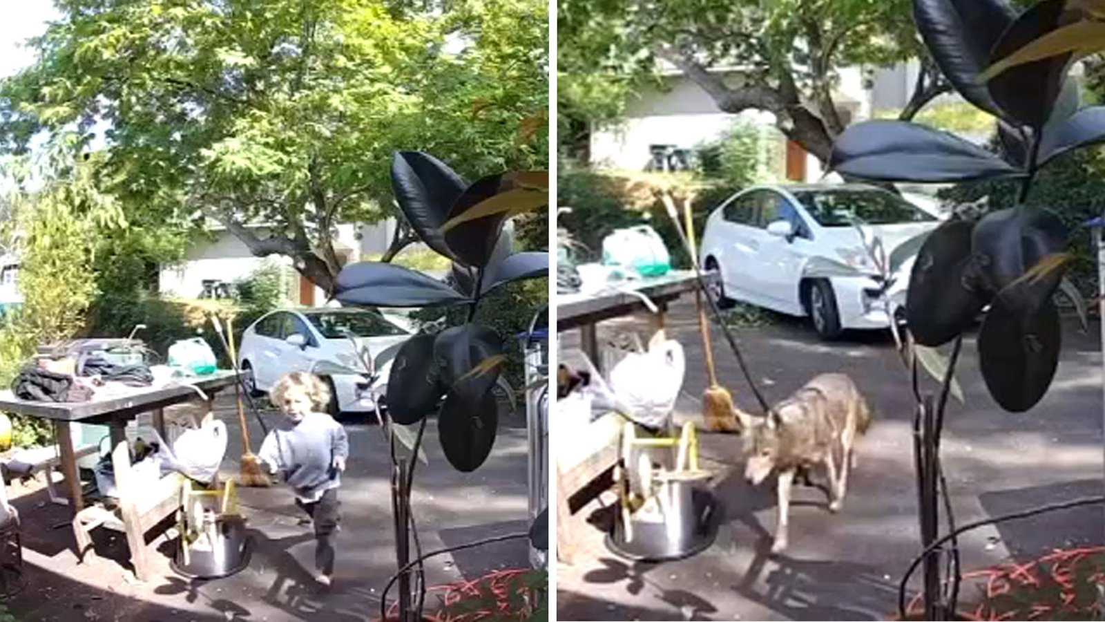 Coyote caught on video chasing 3-year-old boy outside of Pasadena home