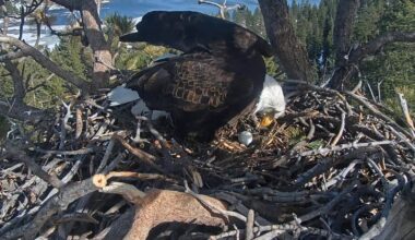 Beloved Big Bear bald eagles Jackie and Shadow lay another egg after nest was invaded last month