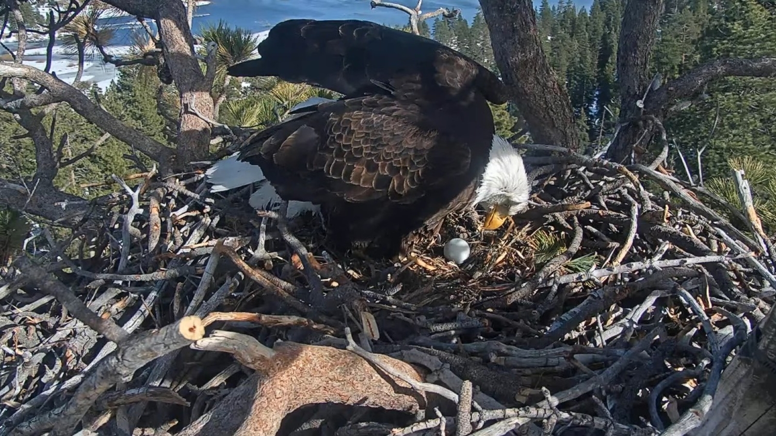 Beloved Big Bear bald eagles Jackie and Shadow lay another egg after nest was invaded last month