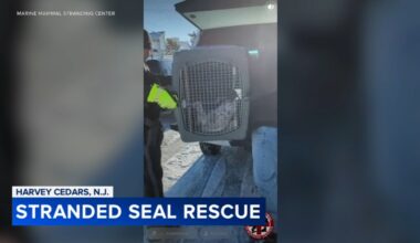 Seal rescued from roadway in Ocean County, New Jersey