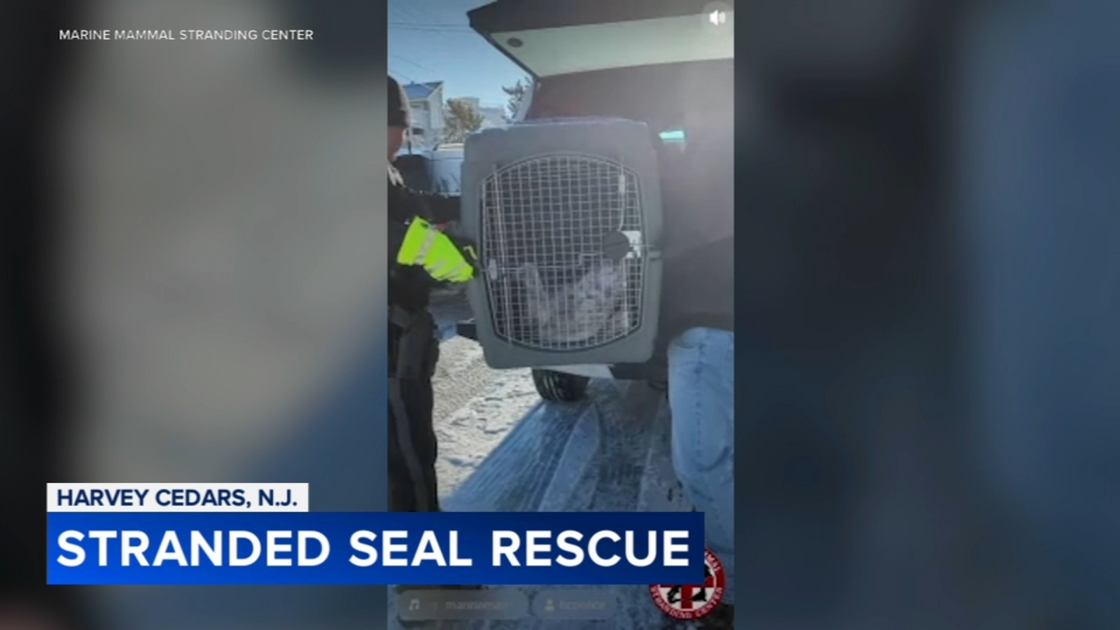 Seal rescued from roadway in Ocean County, New Jersey