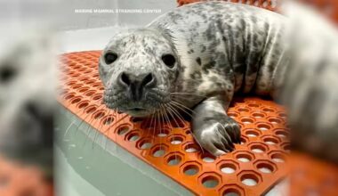 Baby seal found, rescued on road at Jersey Shore Harvey Cedars