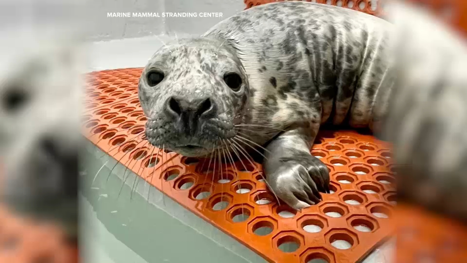 Baby seal found, rescued on road at Jersey Shore Harvey Cedars