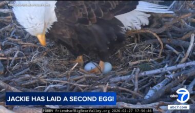 Big Bear bald eagles Jackie and Shadow welcome 2nd egg after nest attack