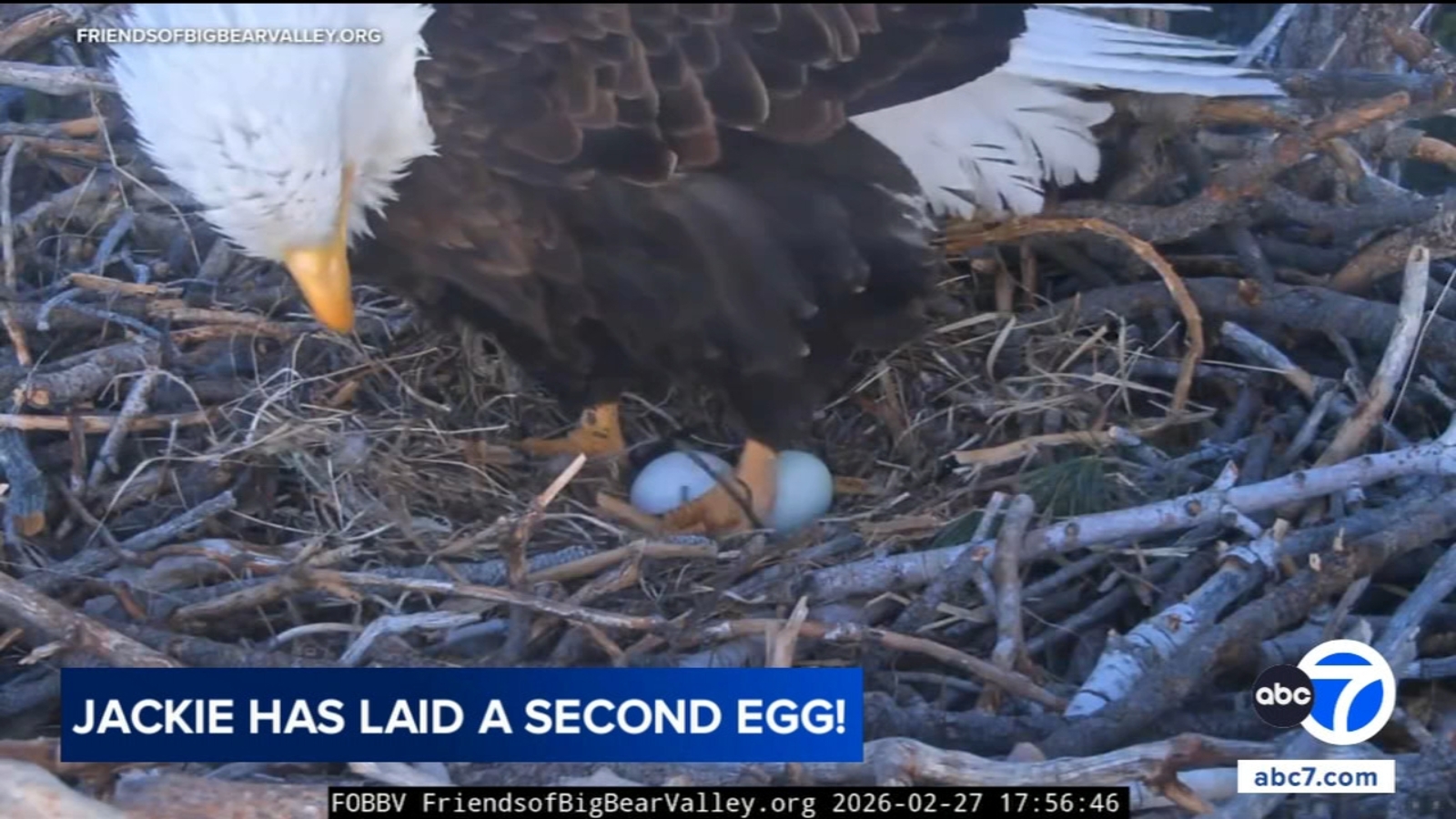 Big Bear bald eagles Jackie and Shadow welcome 2nd egg after nest attack