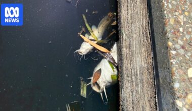 High levels of E. coli and dead fish found in River Torrens, causing a stink