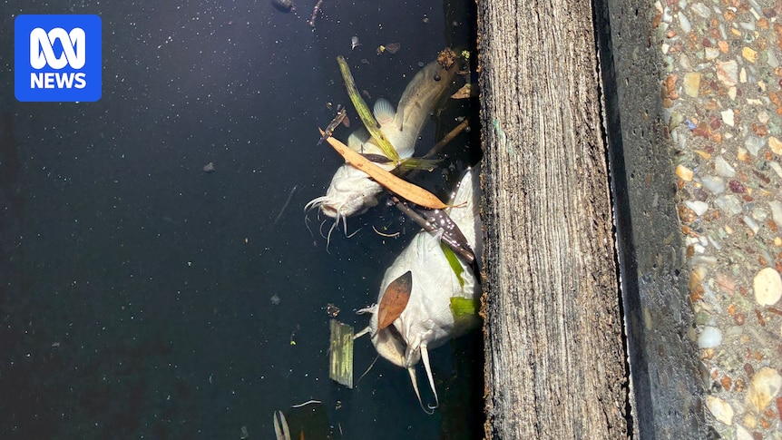 High levels of E. coli and dead fish found in River Torrens, causing a stink