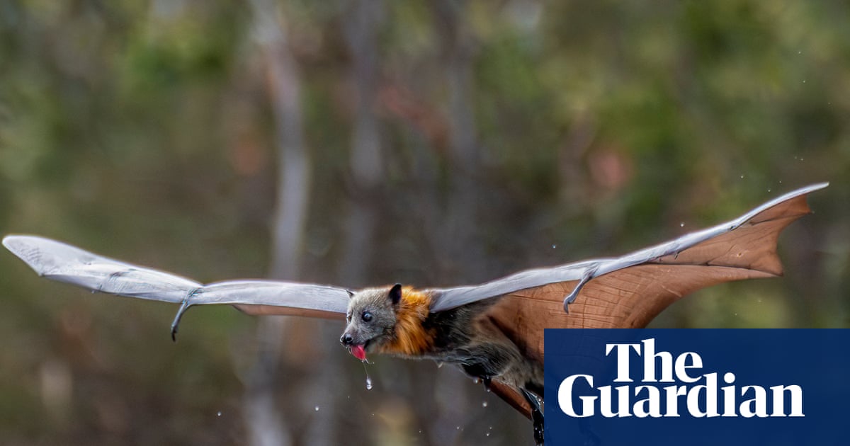More than 80% of flying fox colony wiped out as January heatwaves kill thousands of bats | Environment