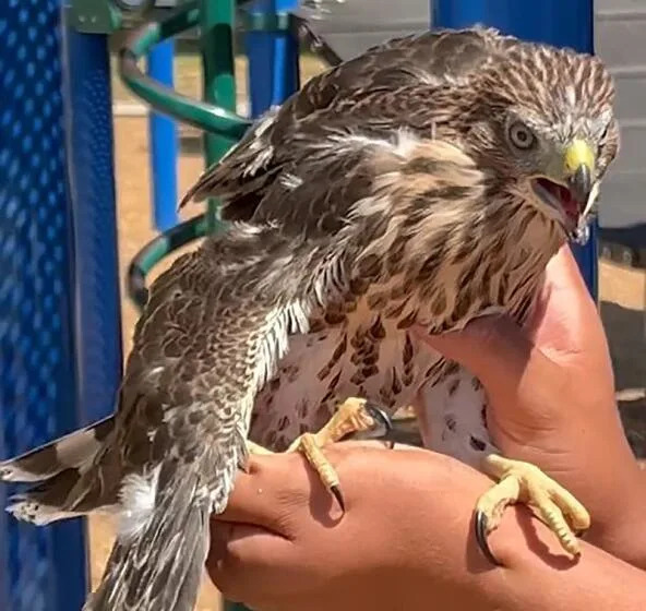 Photo released by the California. Dept. of Fish & Wildlife of a Cooper's hawk.