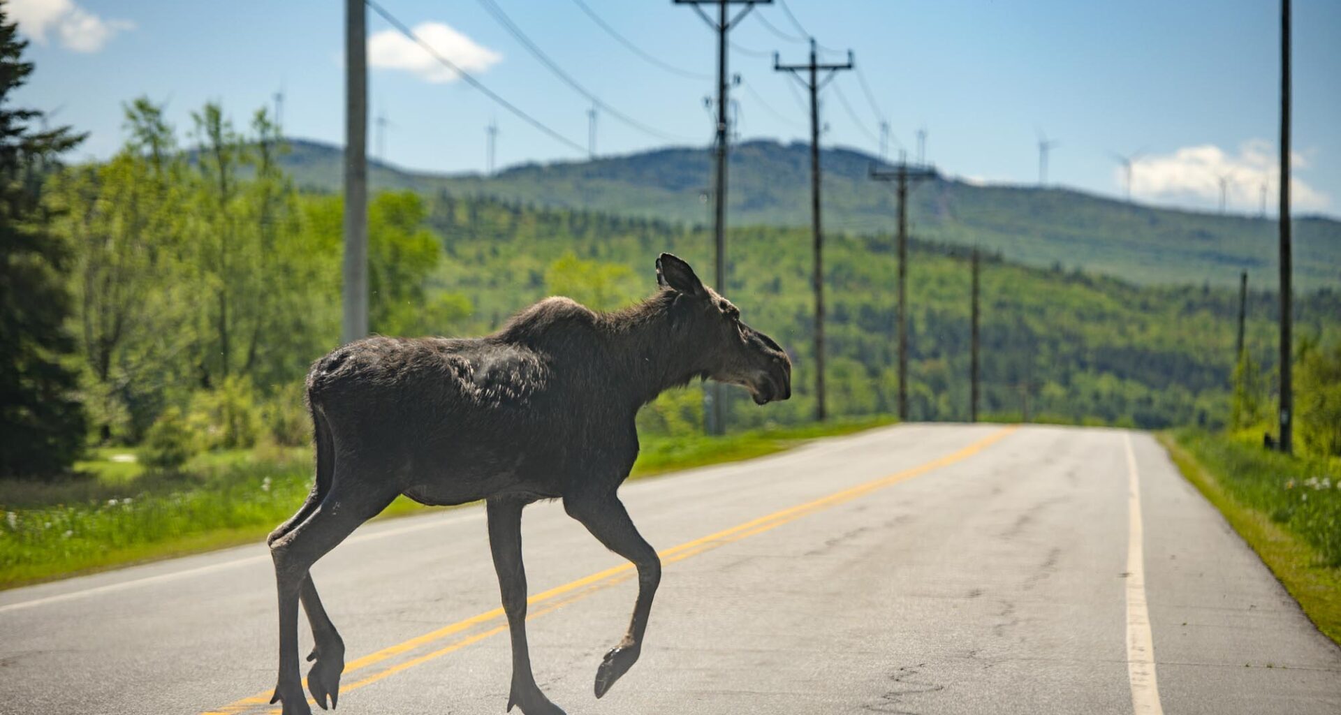 Vermont recommends continued, but reduced, NEK moose hunting
