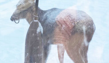 St. Lawrence County wildlife adapt to survive harsh winter conditions