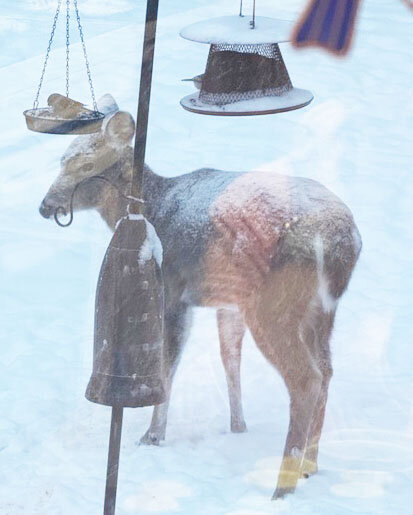 St. Lawrence County wildlife adapt to survive harsh winter conditions