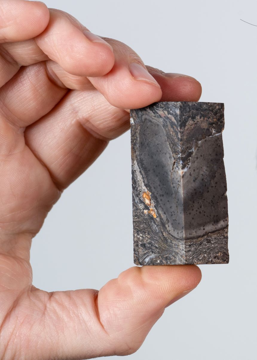 A 410 million year-old Protaxities fossil, discovered in Rhynie, Aberdeenshire, Scotland.