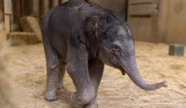 An Asian elephant calf (born Feb. 2, 2026) explores her enclosure in the Elephant Barn at Smithsonian's National Zoo. (Roshan Patel/Smithsonian)