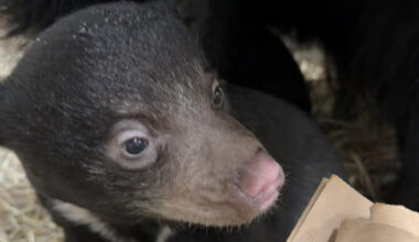 Sloth bear cub Osborn ("Ozzy") explores behind-the-scenes with his mother, Molly, at Asia Trail. (Kaitlyn Adkins/Smithsonian)
