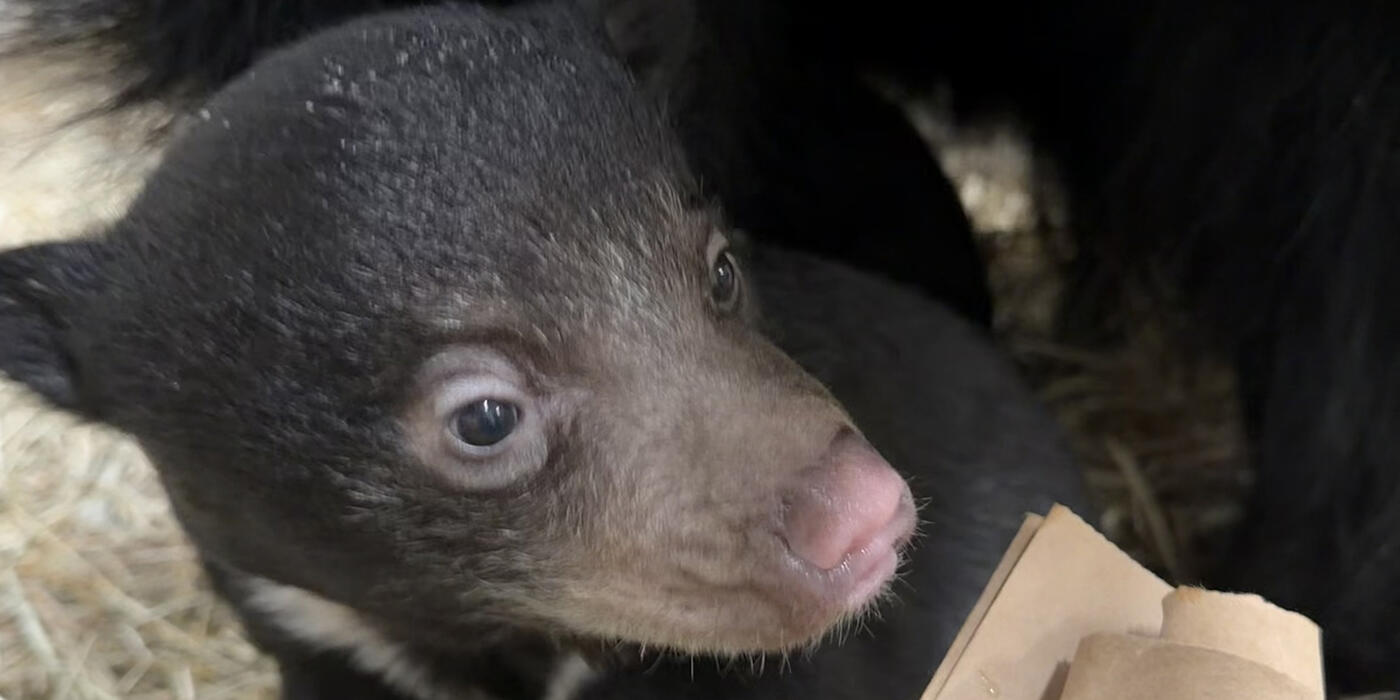 Sloth bear cub Osborn ("Ozzy") explores behind-the-scenes with his mother, Molly, at Asia Trail. (Kaitlyn Adkins/Smithsonian)