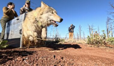 A Siskiyou County wolf is released from a crate after capture and collaring.