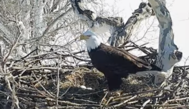 Lancaster County farm has 24/7 livestream of bald eagles nest with two eggs