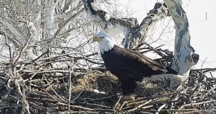 Lancaster County farm has 24/7 livestream of bald eagles nest with two eggs