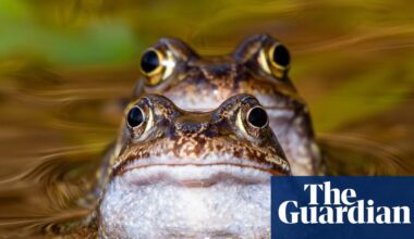 Week in wildlife: rescued dolphins, a white whale and a precious kākāpō chick - The Guardian