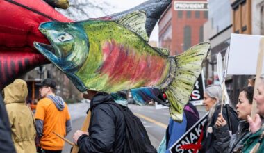 Court ruling boosts spill for salmon at Snake River dams