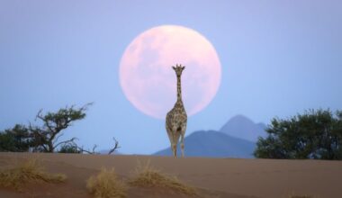 How this photographer captured an image so stunning, people thought it was AI