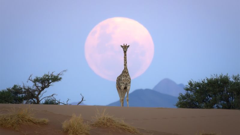 How this photographer captured an image so stunning, people thought it was AI