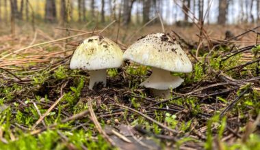 4 people have died from eating death cap mushrooms as they spread in California after rains